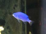Blue Fish Panasonic